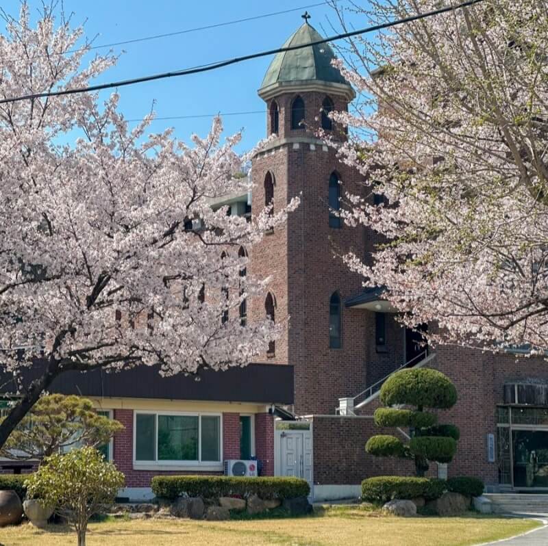 벚꽃축제 / 전라도 벚꽃축제 BEST 5/ 벚꽃명소