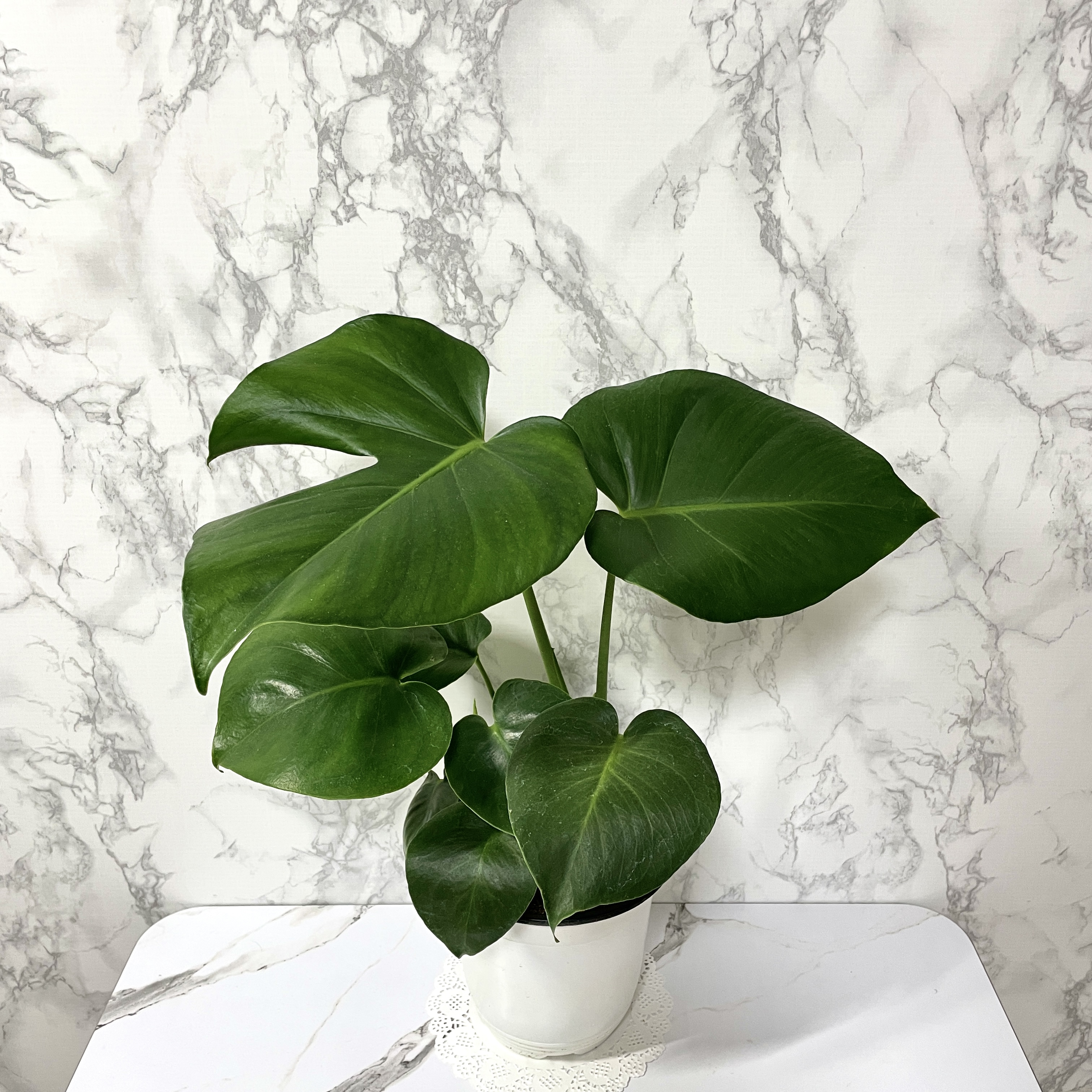 몬스테라 키우기 물주기 수경재배 분갈이 가지치기