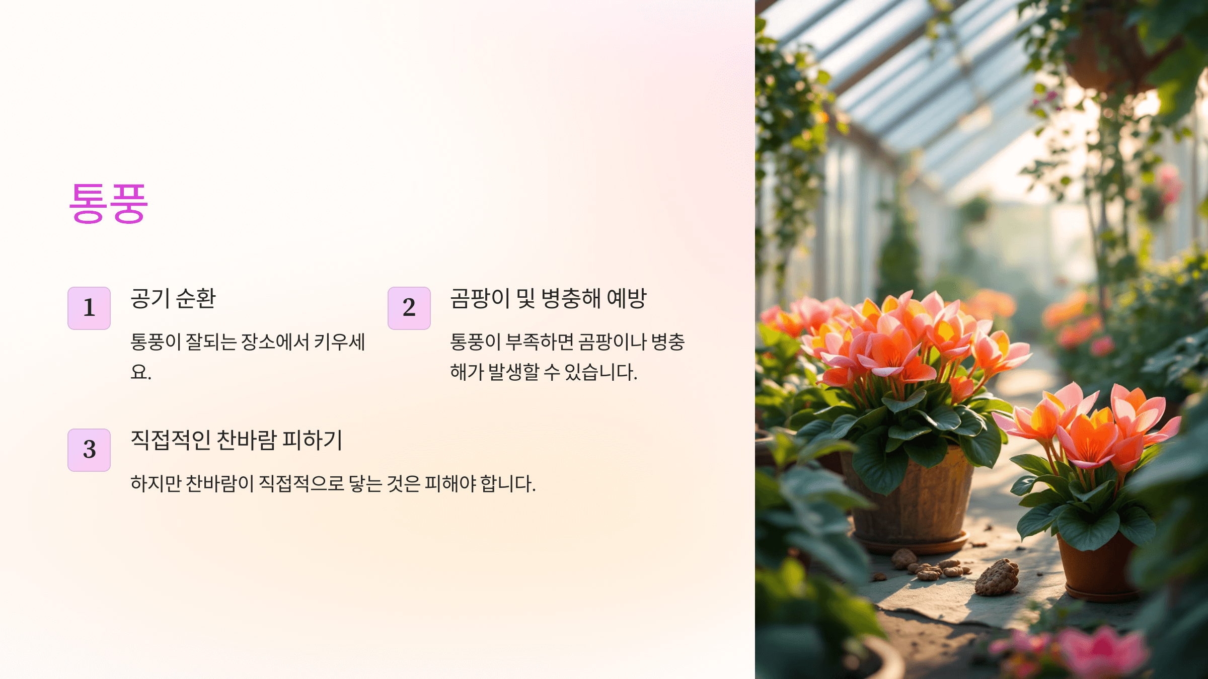 시클라멘 사진입니다.