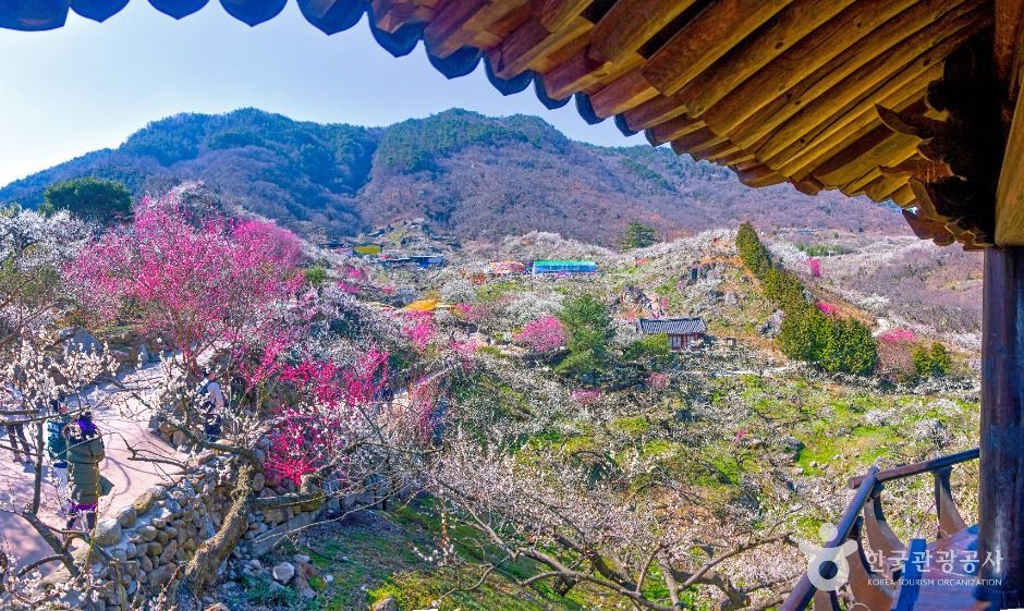 광양 매화마을