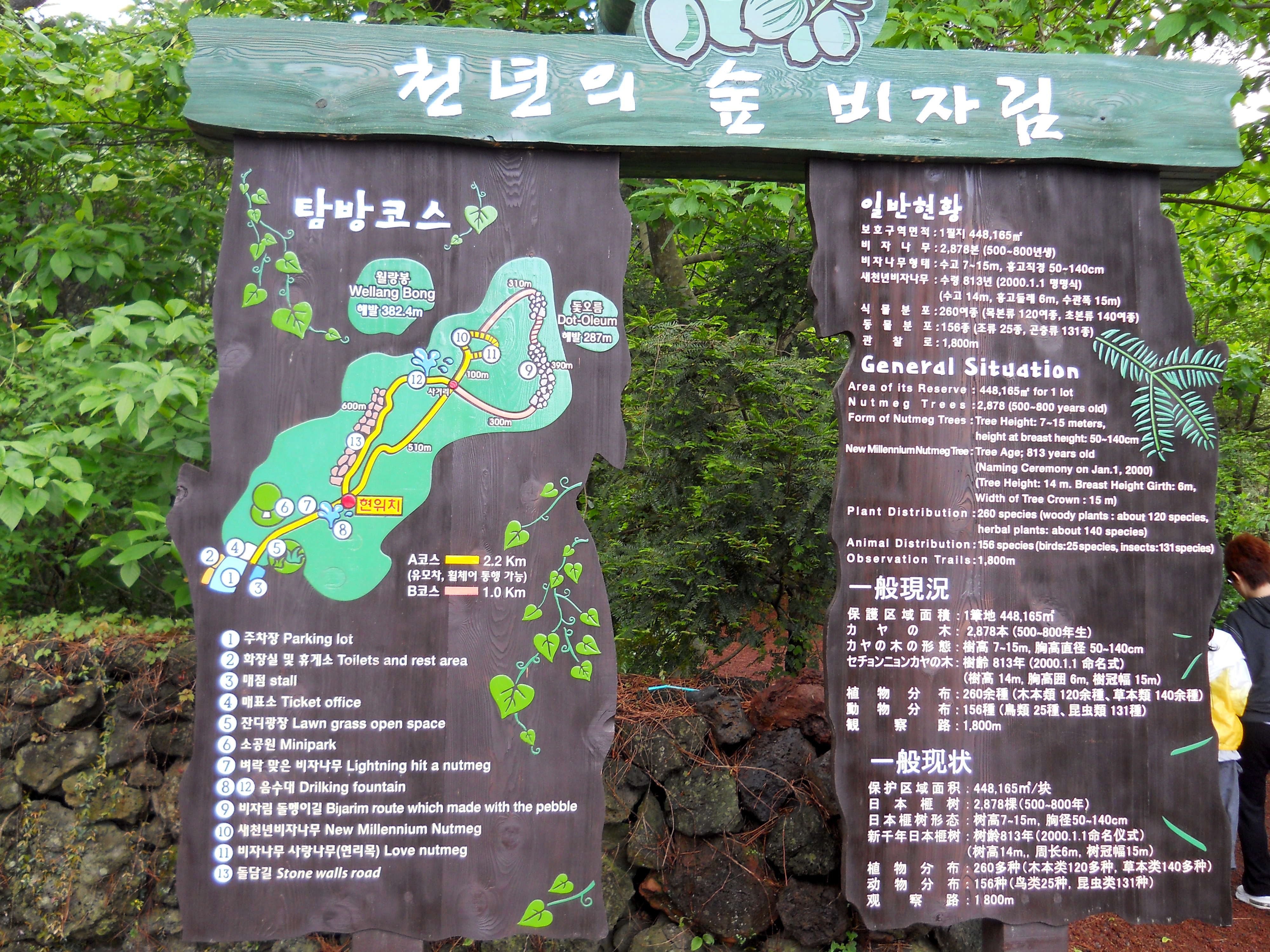비자림(Bijarim Forest)