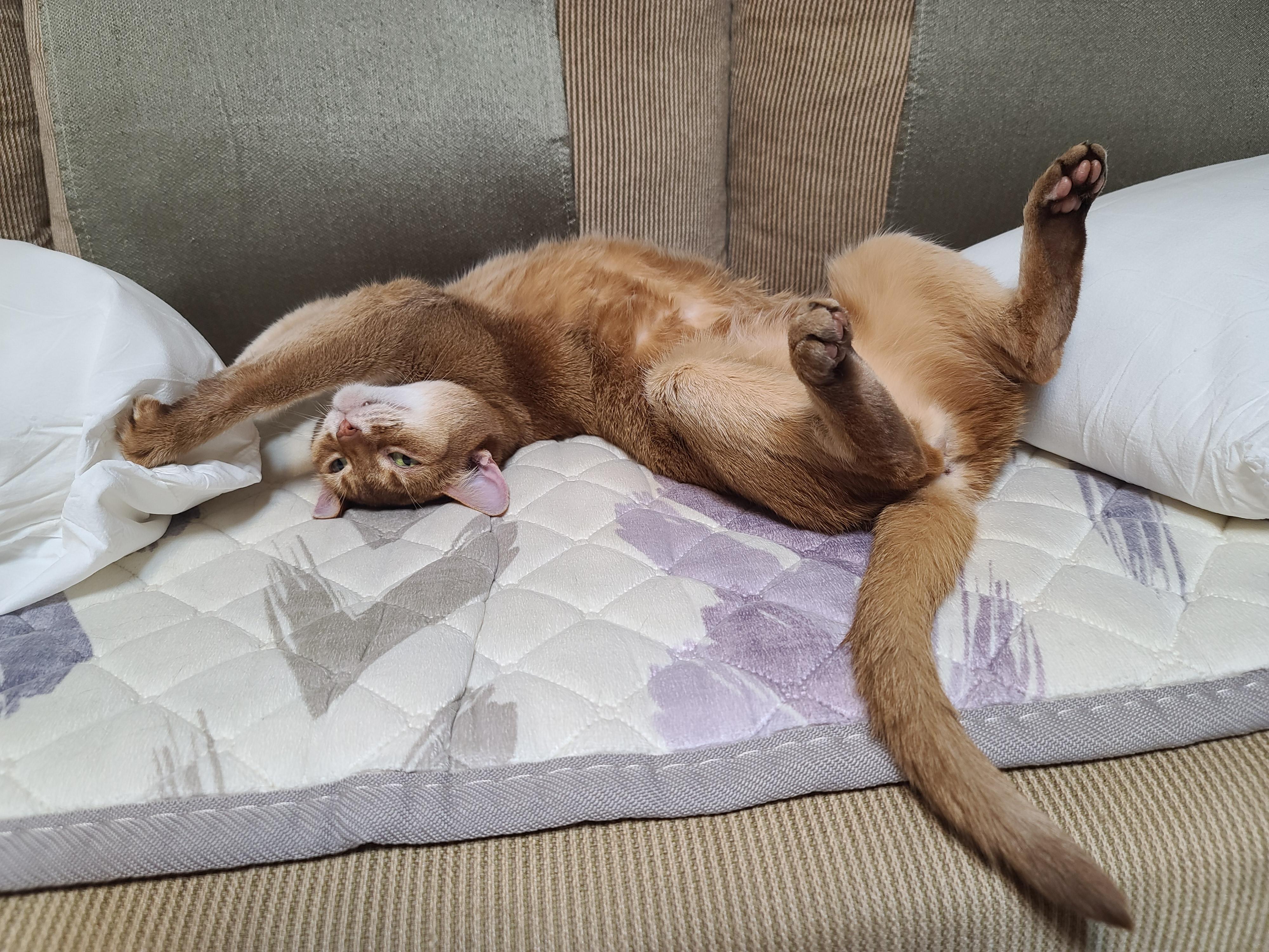 전기장판에 녹고 있는 고양이