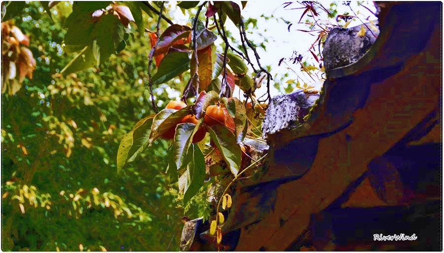 고가(古家)의 지붕과 담쟁이