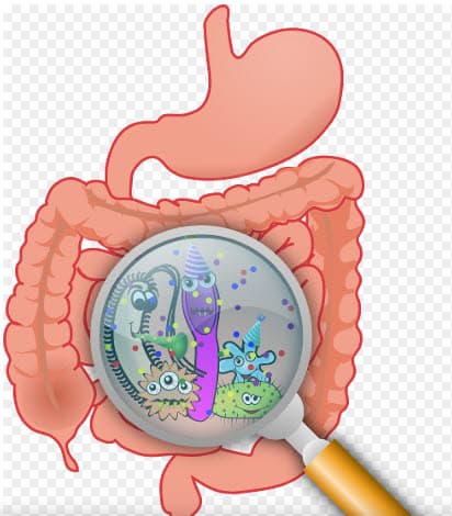 비만과 장내 세균과의 관계