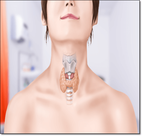 갑상선 위치 이미지