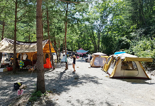삼척시 덕풍 계곡 솔밭 야영장 바로가기