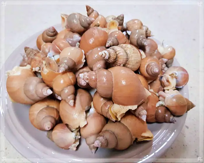 TBJ 생방송투데이 포항 구룡포시장 전국 택배 주문 백고둥구이 맛집