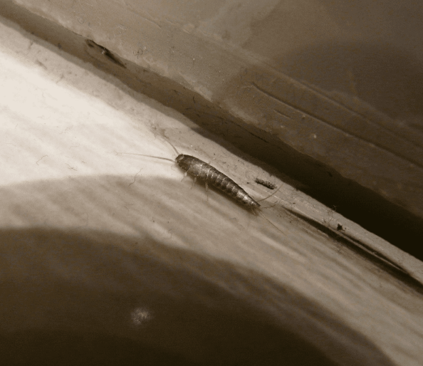 좀벌레 물린자국 퇴치법 원인 집안 화장실 침대 옷장 살충제 트랩 총정리 2