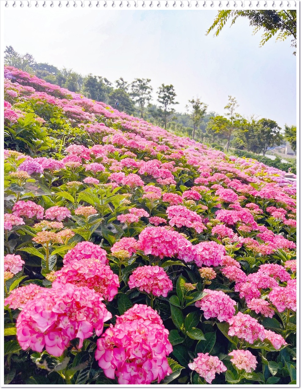 신안 섬 수국축제
