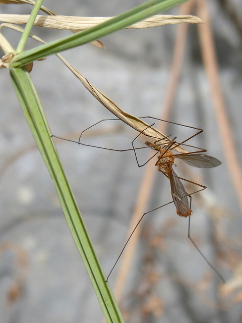 아기 모기 알러지증상(스키터증후군) 및 두드러기 챔프 알러논