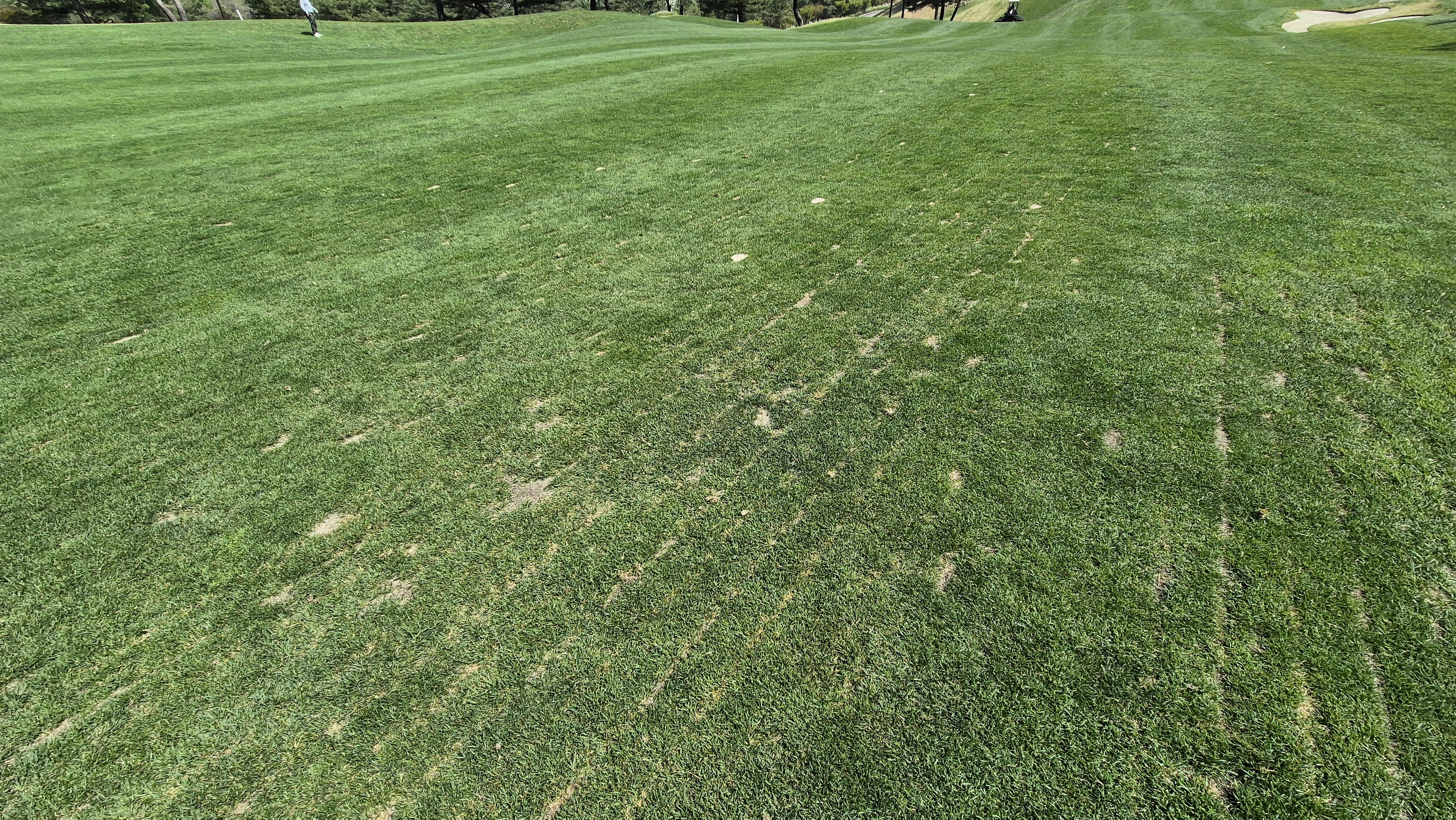 소노펠리체cc 비발디파크 웨스트