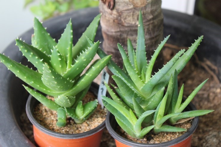 통통한 초록잎이 귀여운 미니 알로에