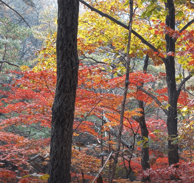 단풍축제 장성군 백양사