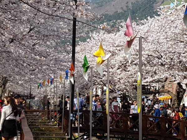 진해군항제 