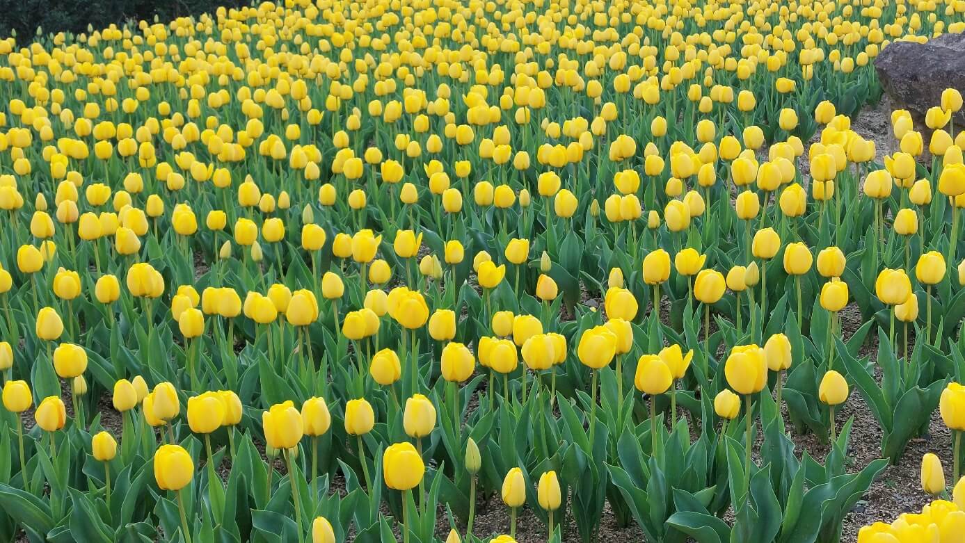 대아수목원 튤립
