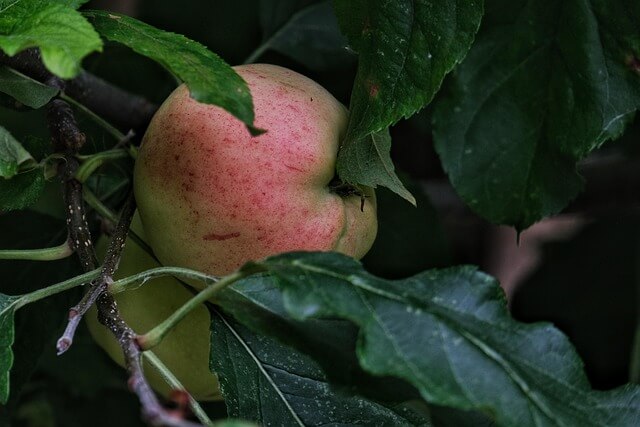갱년기 -영양제 -추천- 2025 -11