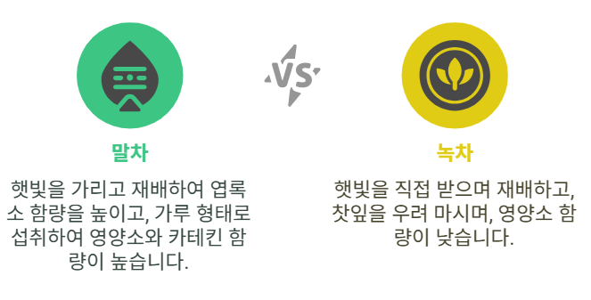 말차와 녹차 선택