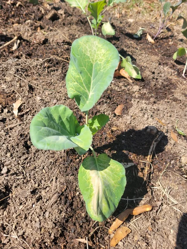 콜라드 재배 상자 텃밭 배양토 배합 병해 줄이기_8