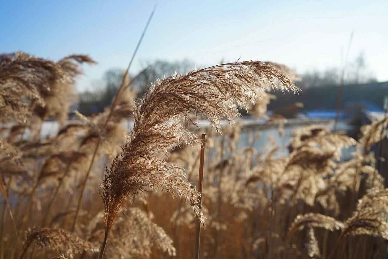 2024 하늘공원 억새축제 안내