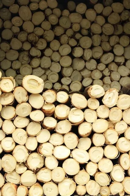 죽순 삷는 법 및 손질 법