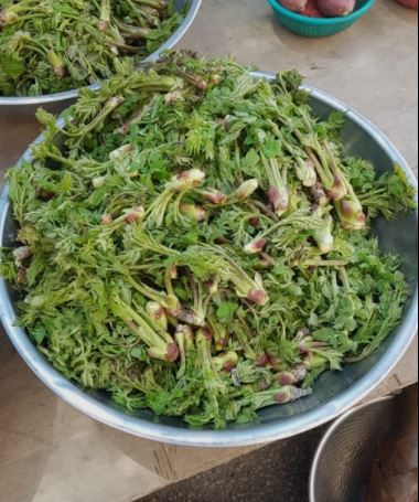 땅두릅 참두릅 효능과 부작용
