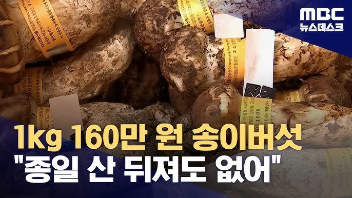 송이버섯 먹는법 요리법을 정리_7