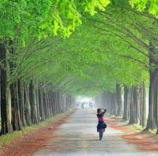 강원도 가볼만한곳 추천 명소 여행지 남이섬