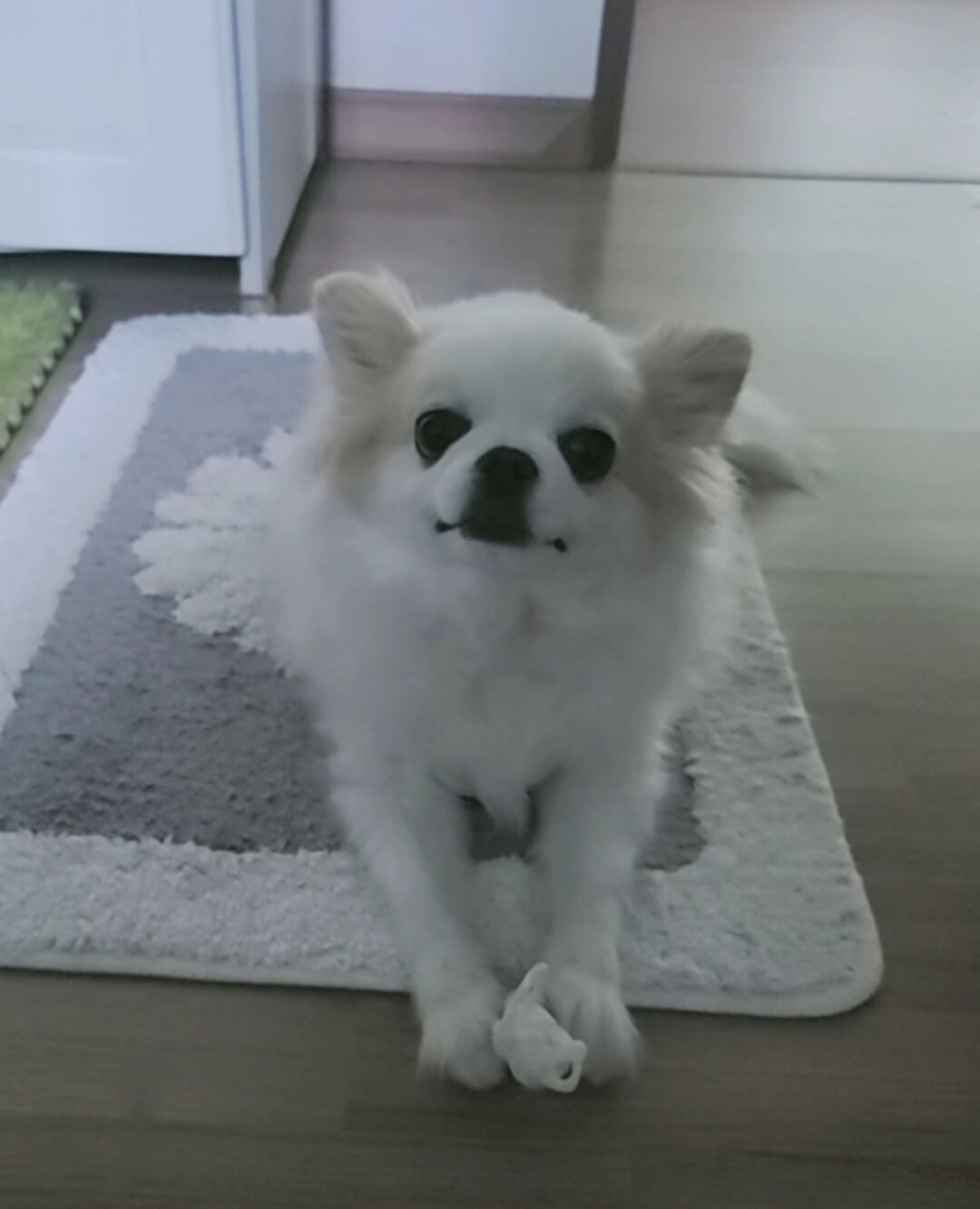 장모치와와 사진