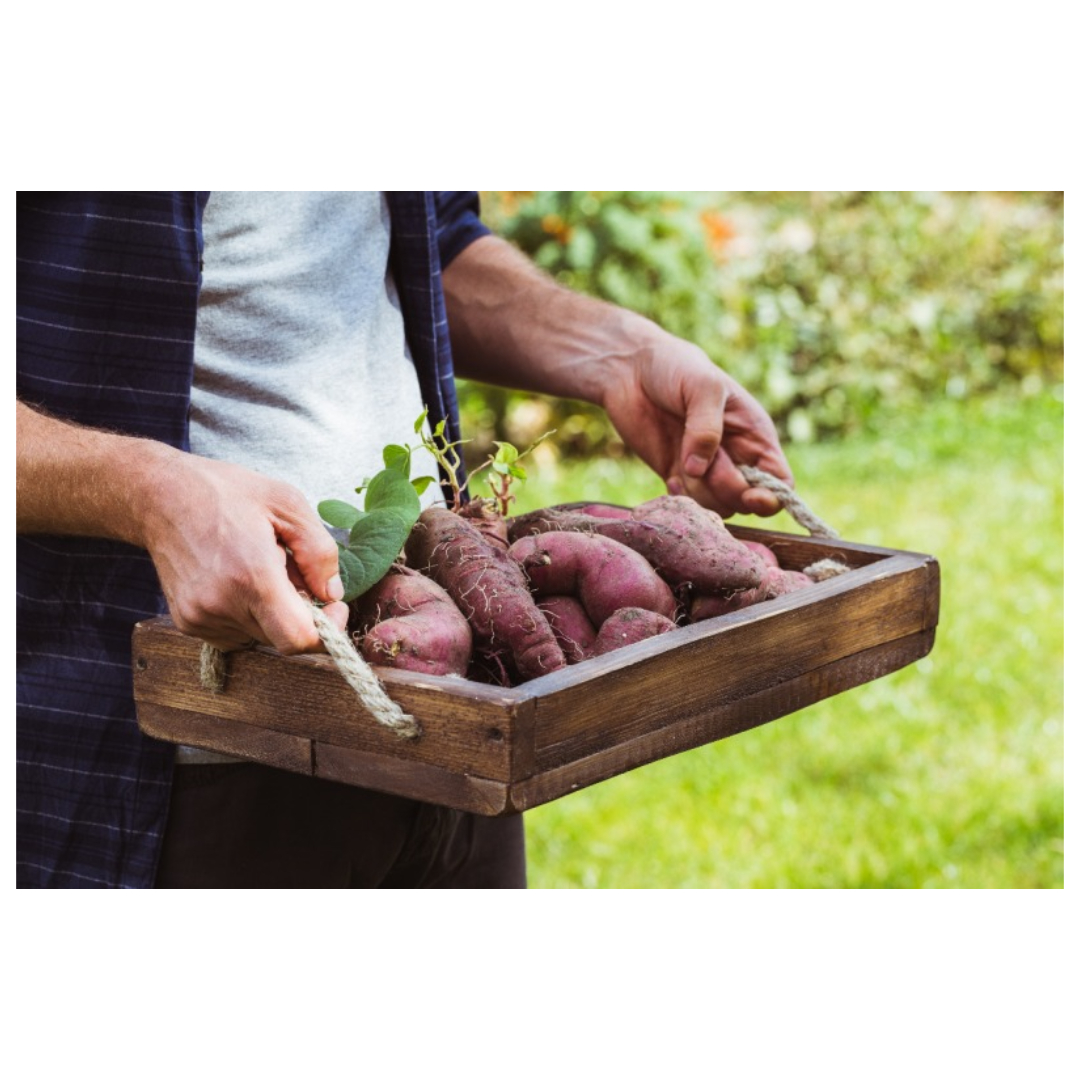 우엉차와 관련된 사진입니다.