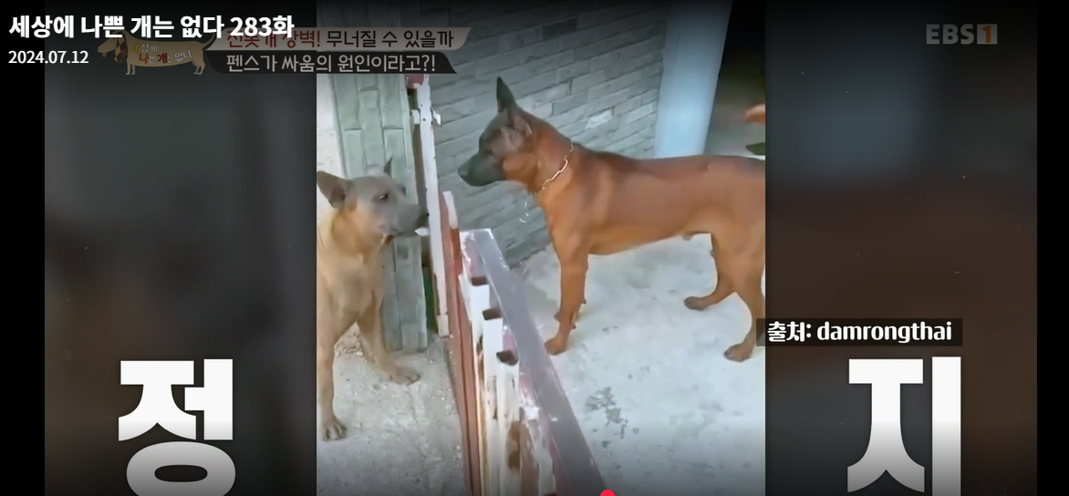 설채현-세상에나쁜개는없다-세나개-283화-진돗개장벽-재방송