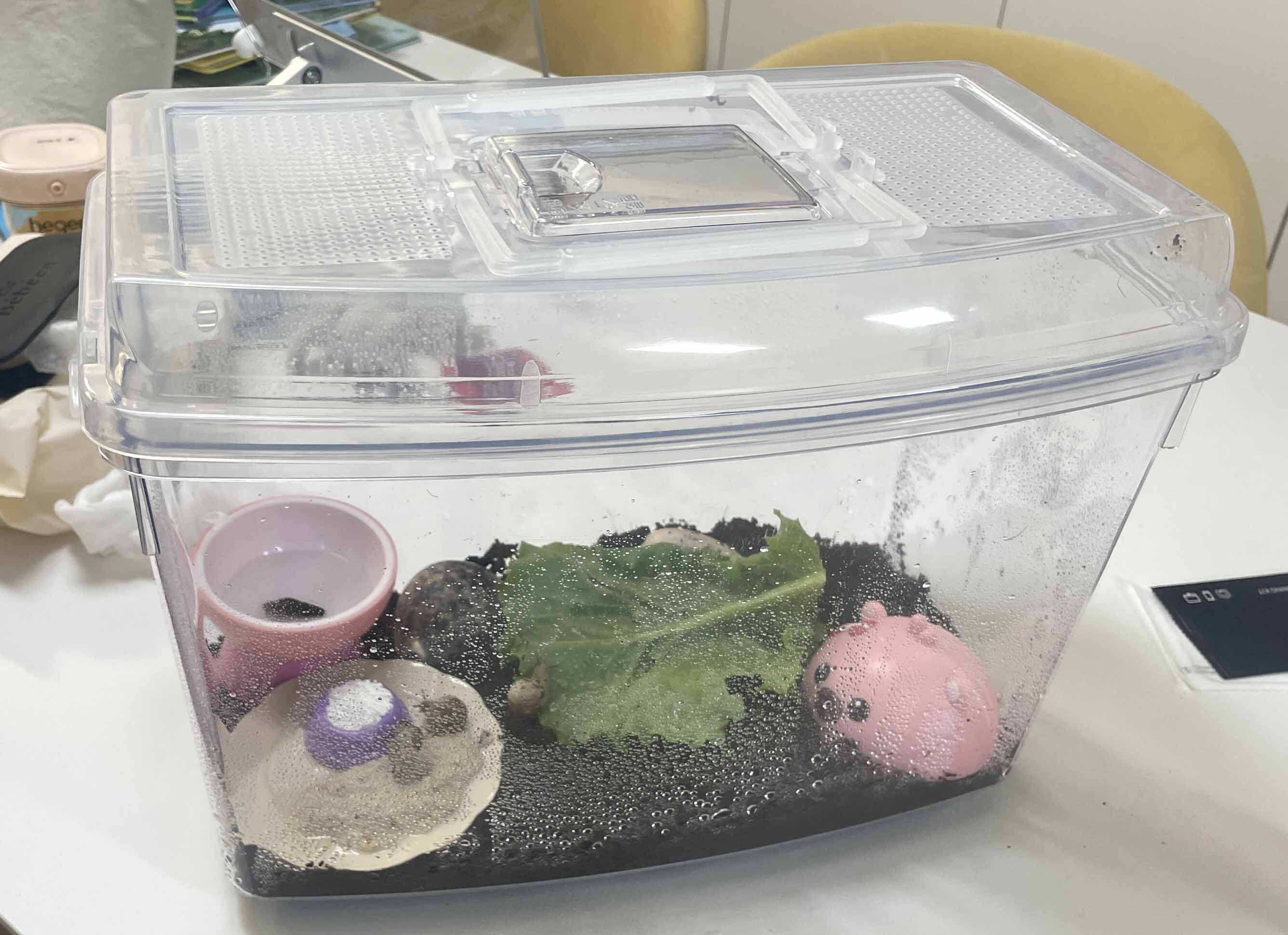 달팽이키우기-달팽이집만들기,달팽이채집키트