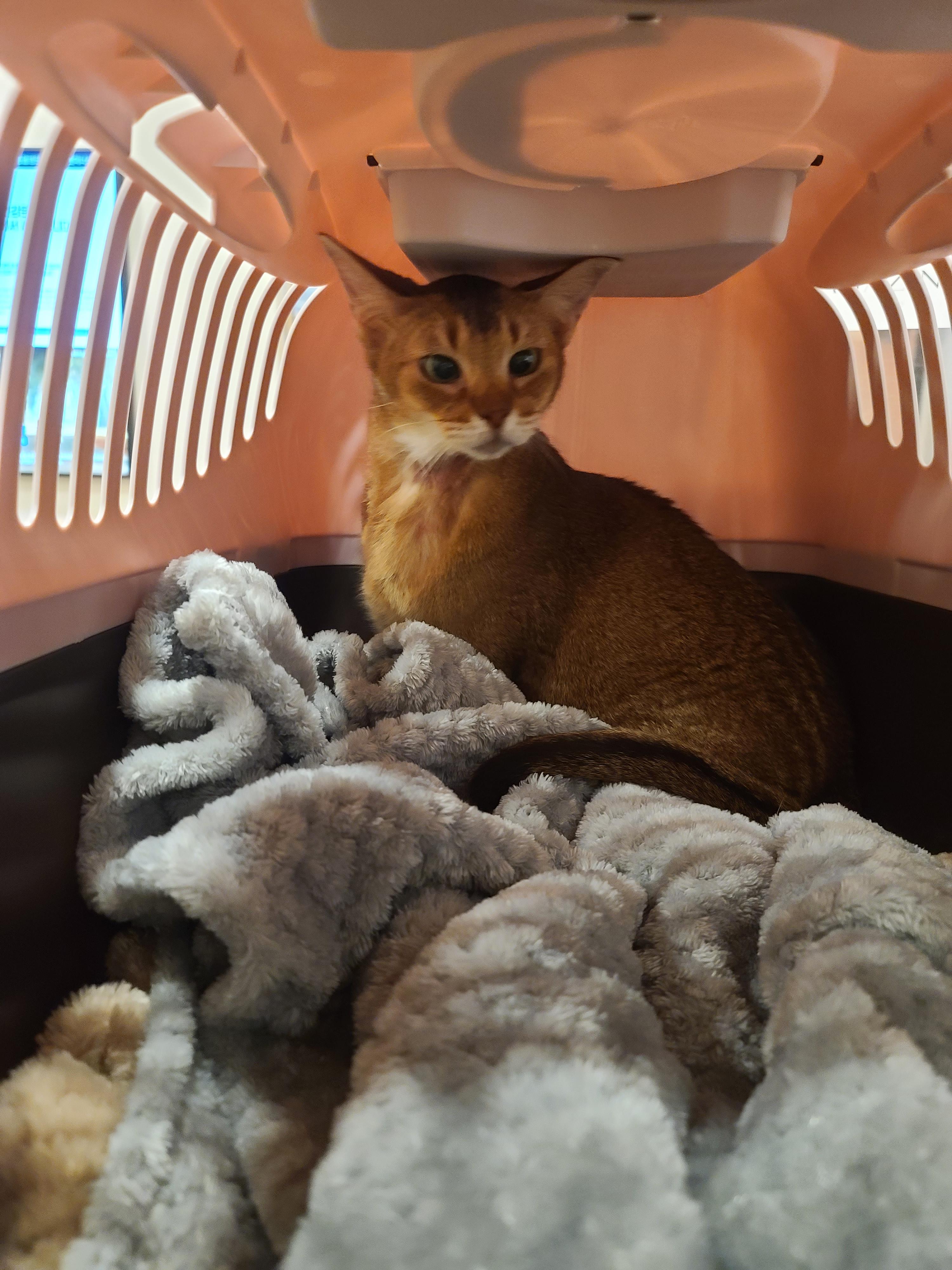 루디는 결국 병원행 ㅠ(feat. 혈액검사 결과)