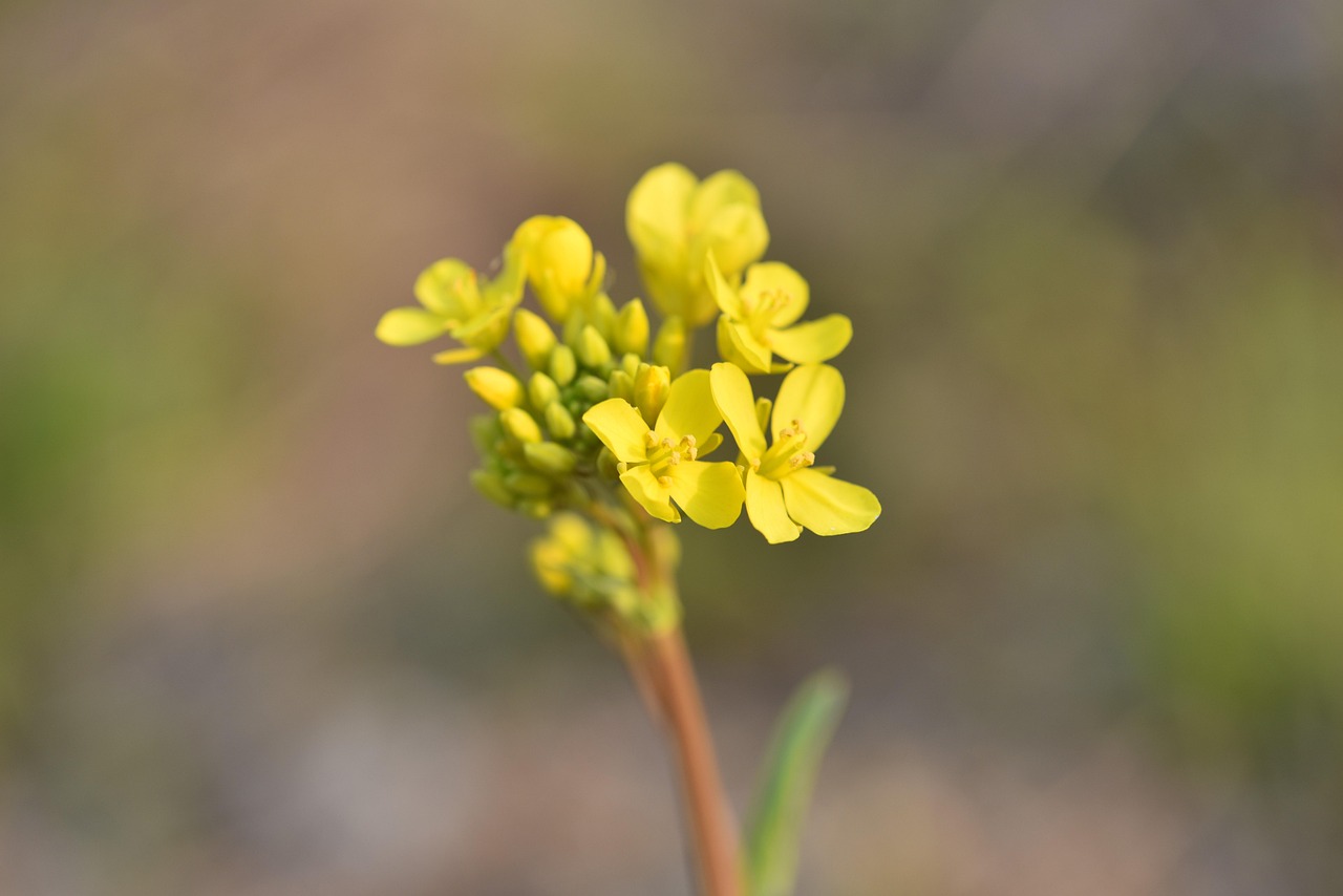 노란 빛깔에 담긴 마음&amp;#44; 유채꽃 꽃말