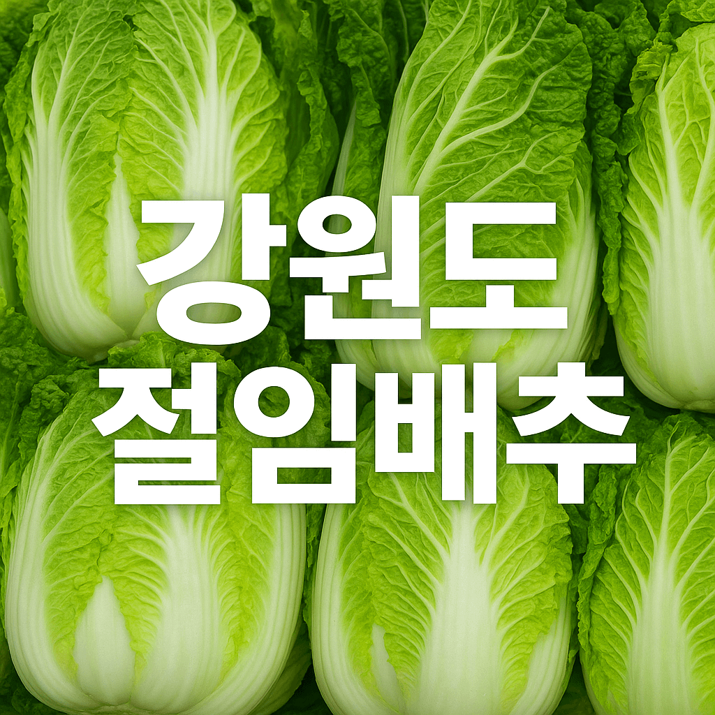 강원도 절임배추