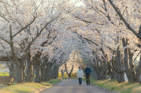 한국 벚꽃 개화 시기 & 여행 일정 짜는 법
