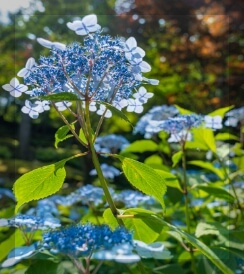 화담숲에서 즐기는 가족 나들이: 아이들과 함께하는 힐링 여행