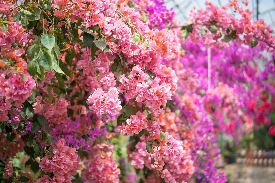 6월 7월 제주도 가볼만한곳, 제주도 수국 축제 명소 (서귀포, 제주시)