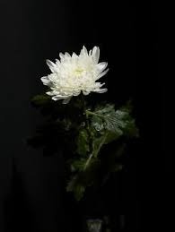 조문 위로 문자 문구