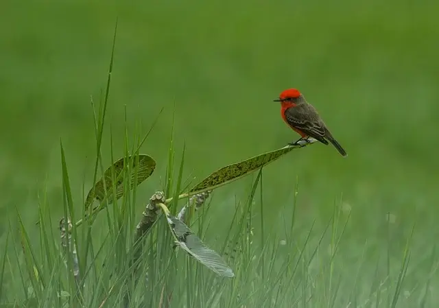 감정 언어 능력 저하가 사회적 공감 능력에 미치는 영향