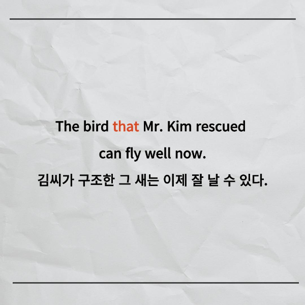 The bird that Mr. Kim rescued
can fly well now.
김씨가 구조한 그 새는 이제 잘 날 수 있다.
이번 예문은 문장 한가운데 문장이
있으니까 헷갈리실 수도 있어요.
하지만 원리는 같답니다.
Mr. Kim rescued the bird.
김씨가 그 새를 구조했다.
The bird can fly well now.
그 새는 이제 잘 날 수 있다.
여기에서 목적격관계대명사 that은
사람에서 사용될 수도 있고
사람이 아닌 것에서 사용될 수도
있기 때문에 이 문장에서도 사용될 수 있어요.