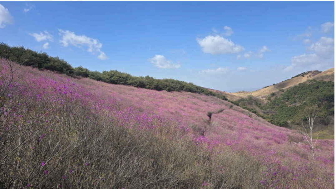 [4월 축제]화왕산 진달래❘4월 둘째주 주말 개화 상황, 방문 후기, 교통편, 맛집