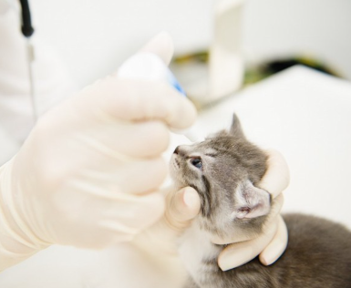 병원에서 안약을 받고 있는 새끼 고양이.