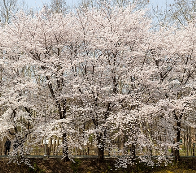 서울 벚꽃 명소 추천 베스트10 여의도 윤중로 석촌호수 서울숲 경희대학교 캠퍼스 남산공원 & 남산도서관 앞 창경궁 양재천 북서울 꿈의숲 안양천 벚꽃길 한성대입구 낙산공원