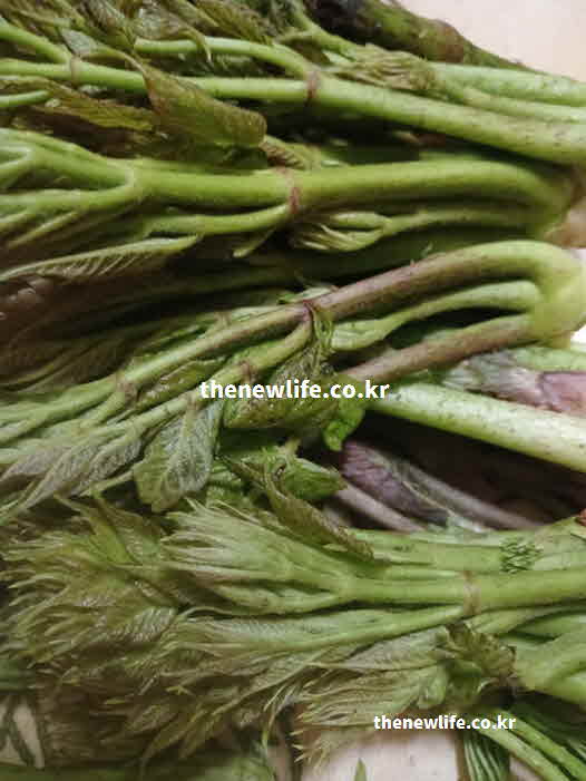 두릅 효능 부작용 식물성 알레르기