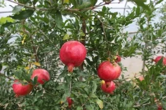 석류 재배 전정 요령 착과 관리 고온 피해 예방_30