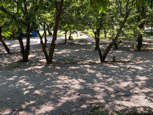 가평 : 밤나무숲 캠핑장 (애견동반가능)