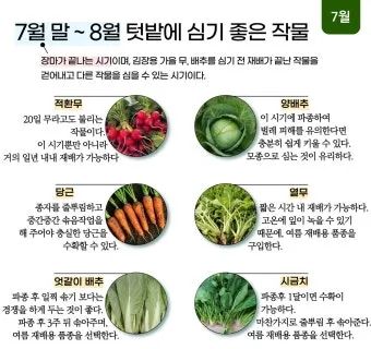 8월에 심는 밭작물 모종 채소 재배법 알아보기_24