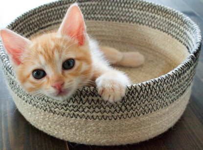 바구니에 든 새끼 고양이.