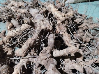 토복령 효능 부작용 및 토복령차 끓이는 방법