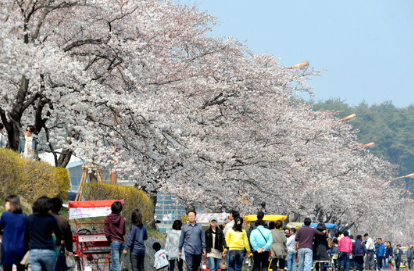 벚꽃축제 일정